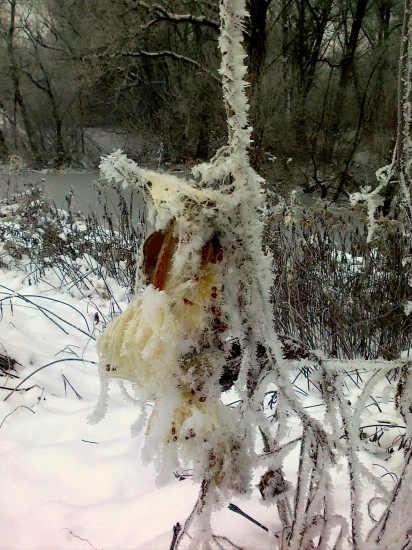 Krása lužných lesov II