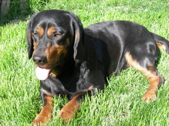 Môj najvernejší pomocník