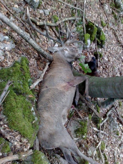 Poctivo vychodený-takto som ho našiel zhasnutého