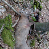 Poctivo vychodený-takto som ho našiel zhasnutého