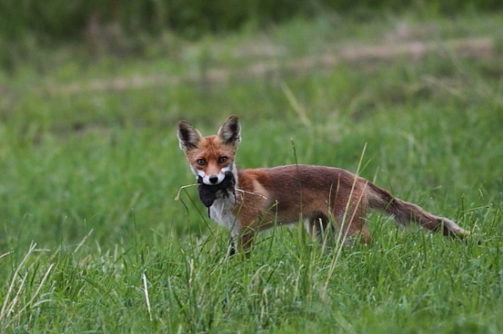 Žabka, hraboš a krtko, bude dosť?