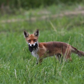Žabka, hraboš a krtko, bude dosť?