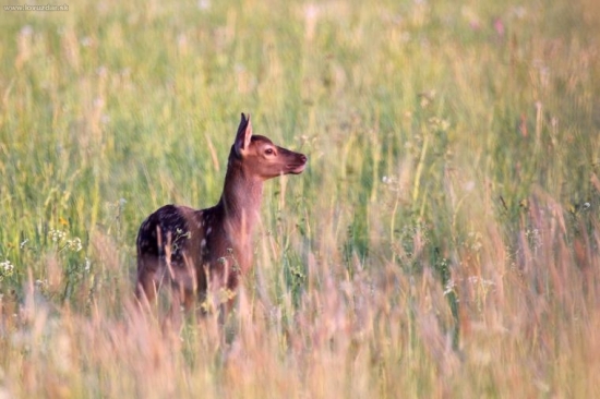 Poblúdilé jelienča