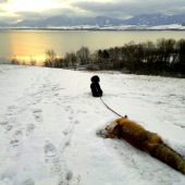 Ako si Tara domov starého strieborného lišiaka došikovala...