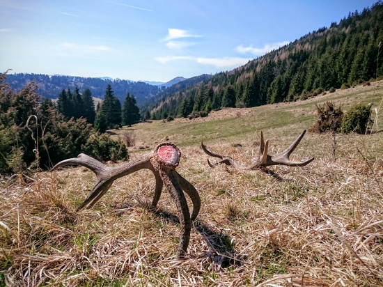 Pekný zvyšok dňa prajem...