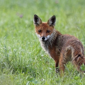 Za rána, za rosy...