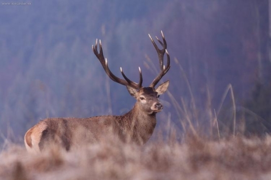 Z našich, Chočských...