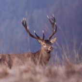 Z našich, Chočských...