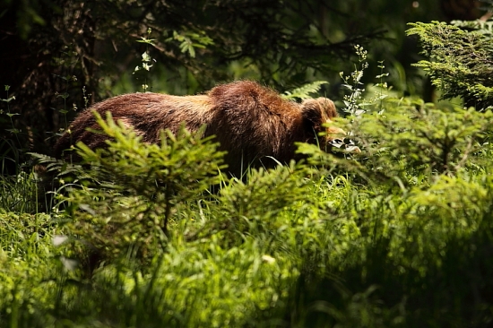 Prekráčal okolo...