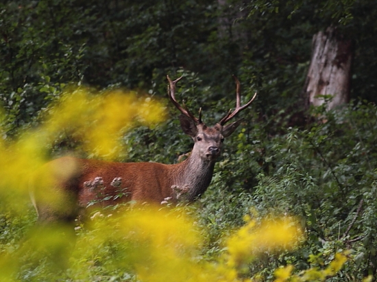 Jelienok