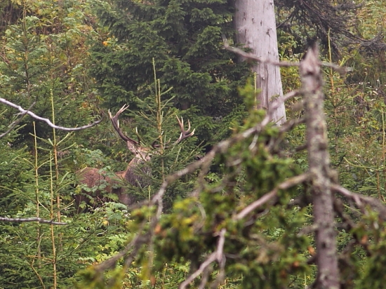 Najhrubší hlas z dnešného rána...