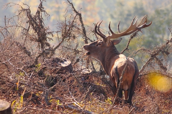 Prvé ranné lúče...