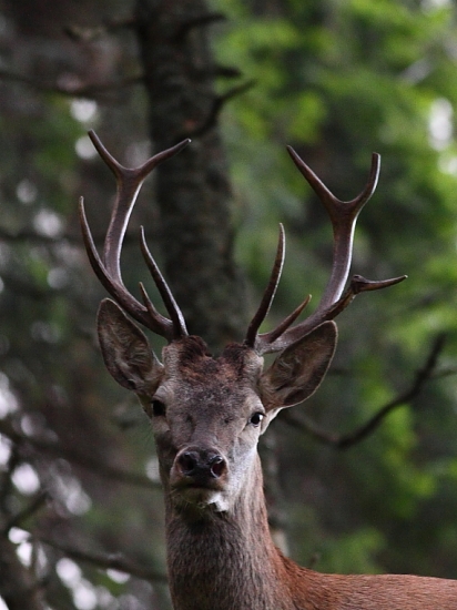 Namrzený, jeleničku sa mu odraziť nepodarilo...