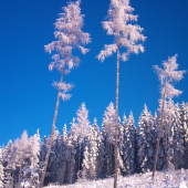 spomienka na zimu s pod kráľovej skaly