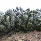 aj takto môže vyzerať máj...