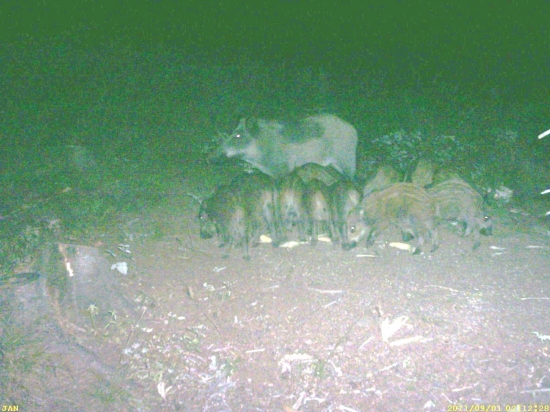 rodinka prišla na hody I