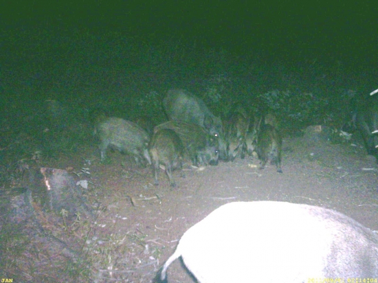 rodinka prišla na hody II