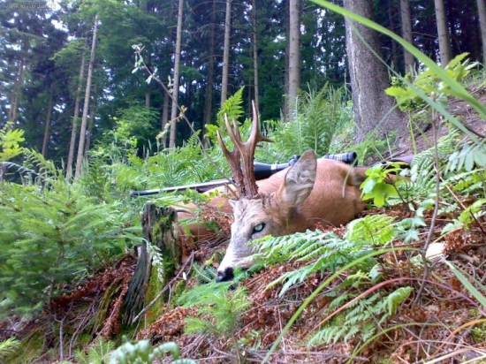 Úlovek z říje 2008