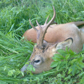 Dnešní  od šípkového keře..