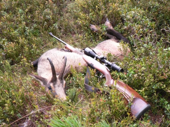 Kamzík Rakousko 2006