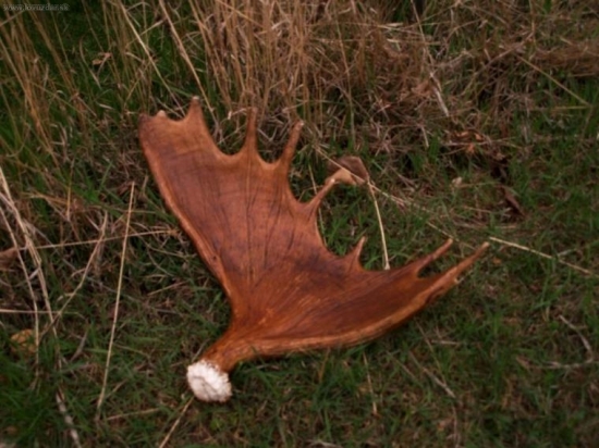 Dnes ráno - Drahanská Vrchovina