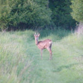Večerní setkání na cestě