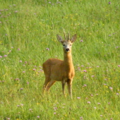 Přivábený srneček