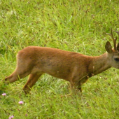 Dnešní přivábený srnec - odhadněte věk