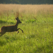 Srnče v běhu