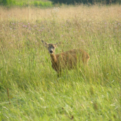 Zrovna se zvedlo z trávy