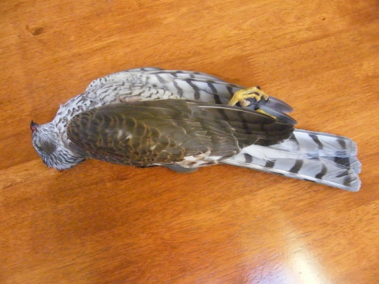 Kdo ví o jakého dravce jde?