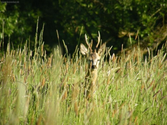 Srnec ve vysoké trávě
