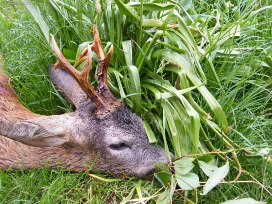 Kamarádův srnec z ranní čekané