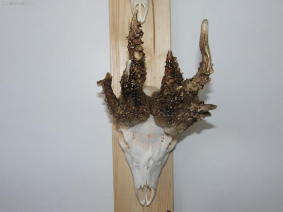 Z mezinárodní výstavy v Lysé nad Labem