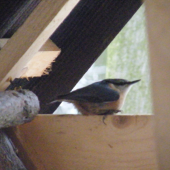 Brhlík v našem krmelci