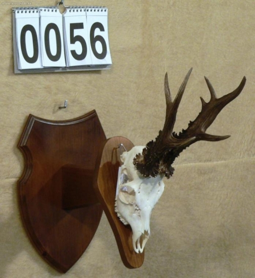 Nejsilnější srnec ulovený v naší honitbě