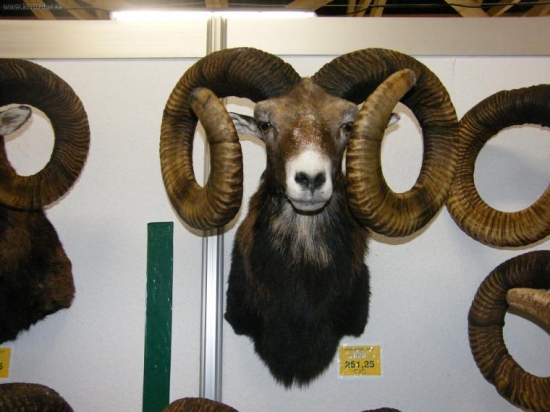 Opravdu krásná trofej