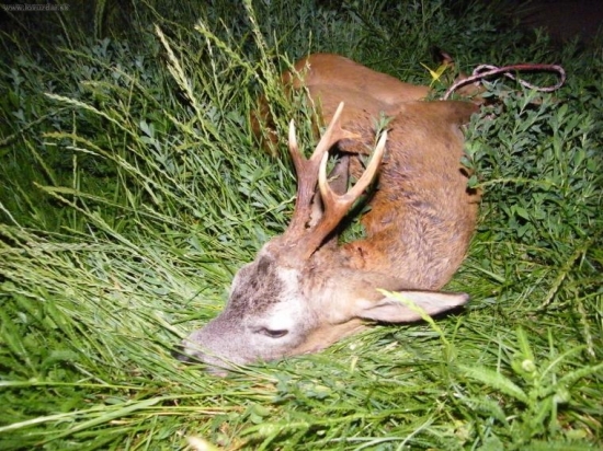 kolegův srnec z večerní čekané