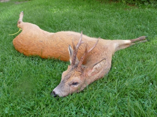 Zase jeden srnec z naší honitby