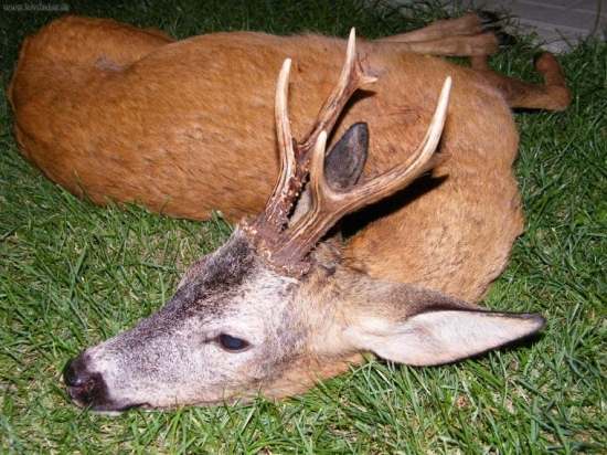 Poslední letošní z naší honitby