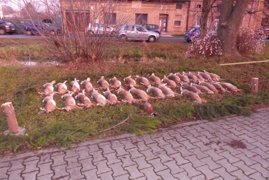 Výřad