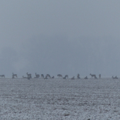 Při dnešní vycházce ke krmelci