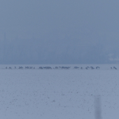 Srnčí tlupa...máme jich tu opravdu hodně