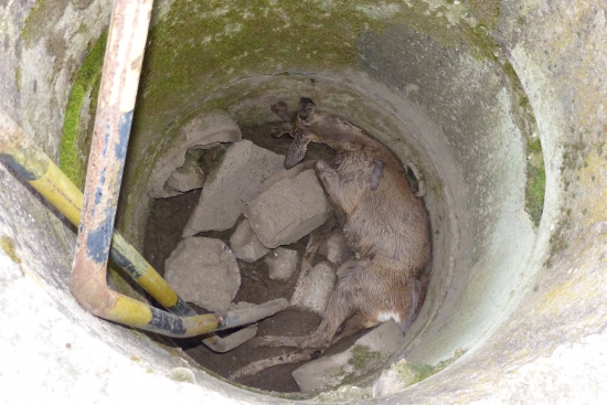 Srnec spadlý do skruže