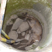 Srnec spadlý do skruže