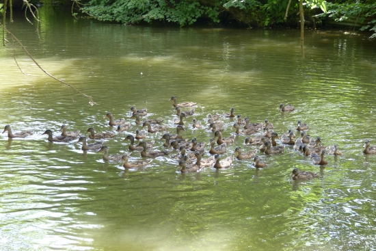 Kačky