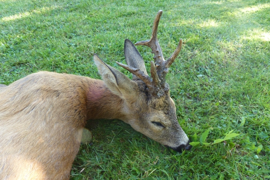 Můj životní srnec ze včerejšího večera