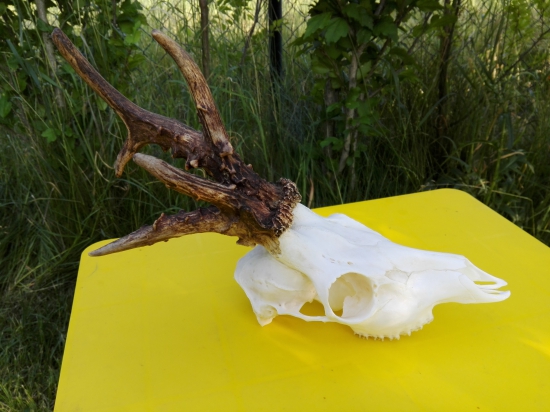 Lebka srnečka vybělena