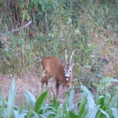 Šesteráček, který obsadil teritorium po raritním srnci...