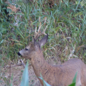 ještě jedno bližší foto šesteráčka